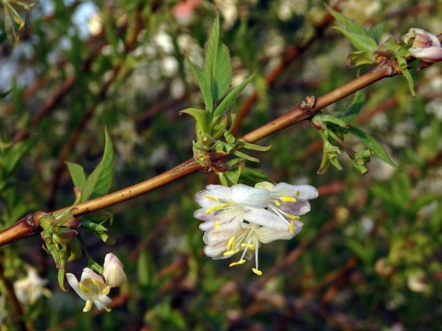 Zimolez Purpusův (Lonicera x purpusii Rehd.)