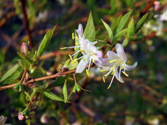 Zimolez Purpusův (Lonicera x purpusii Rehd.)