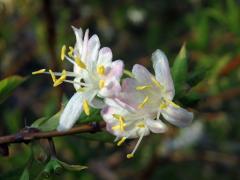 Zimolez Purpusův (Lonicera x purpusii Rehd.)