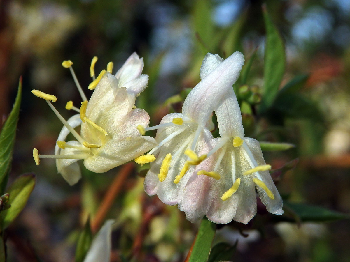 Zimolez Purpusův (Lonicera x purpusii Rehd.)