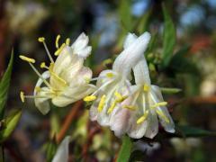 Zimolez Purpusův (Lonicera x purpusii Rehd.)