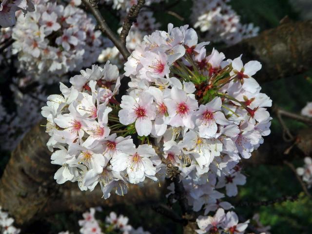 Slivoň kurilská (Prunus kurilensis Miyabe)