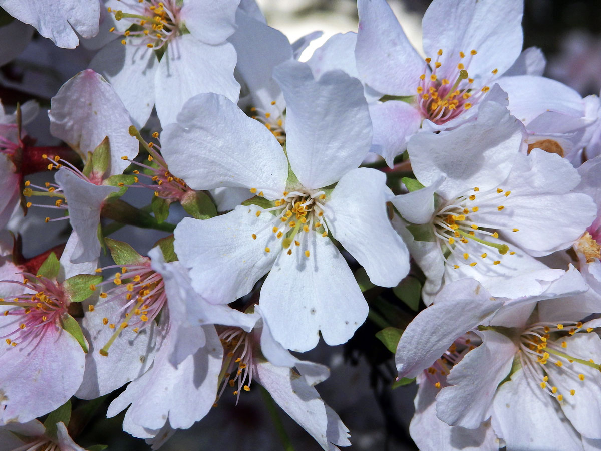 Slivoň kurilská (Prunus kurilensis Miyabe)