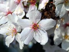 Slivoň kurilská (Prunus kurilensis Miyabe)