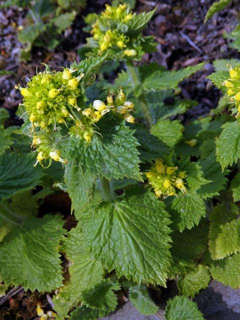 Krtičník zlatožlutý (Scrophularia chrysantha Jaub. & Spach)