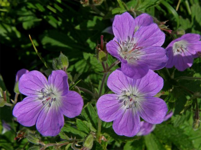 Kakost lesní (Geranium sylvaticum L.)