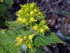 Krtičník zlatožlutý (Scrophularia chrysantha Jaub. & Spach)