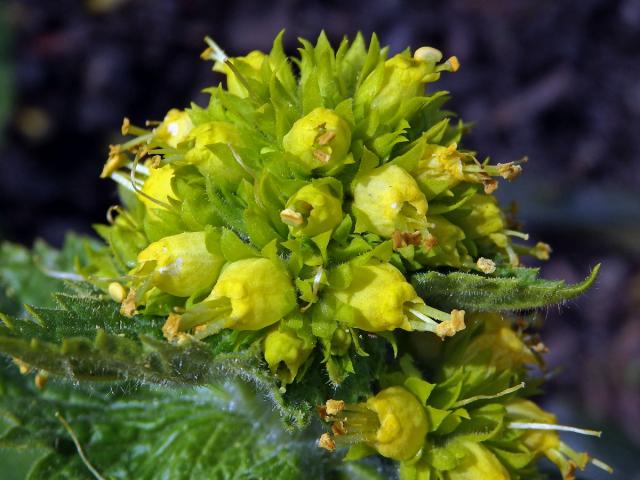 Krtičník zlatožlutý (Scrophularia chrysantha Jaub. & Spach)