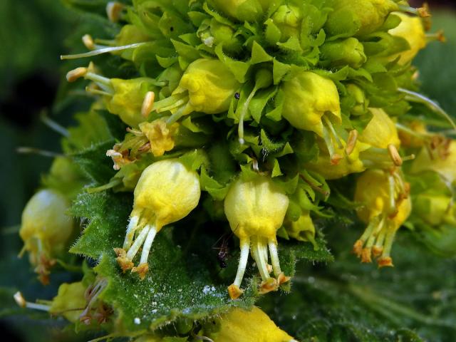 Krtičník zlatožlutý (Scrophularia chrysantha Jaub. & Spach)