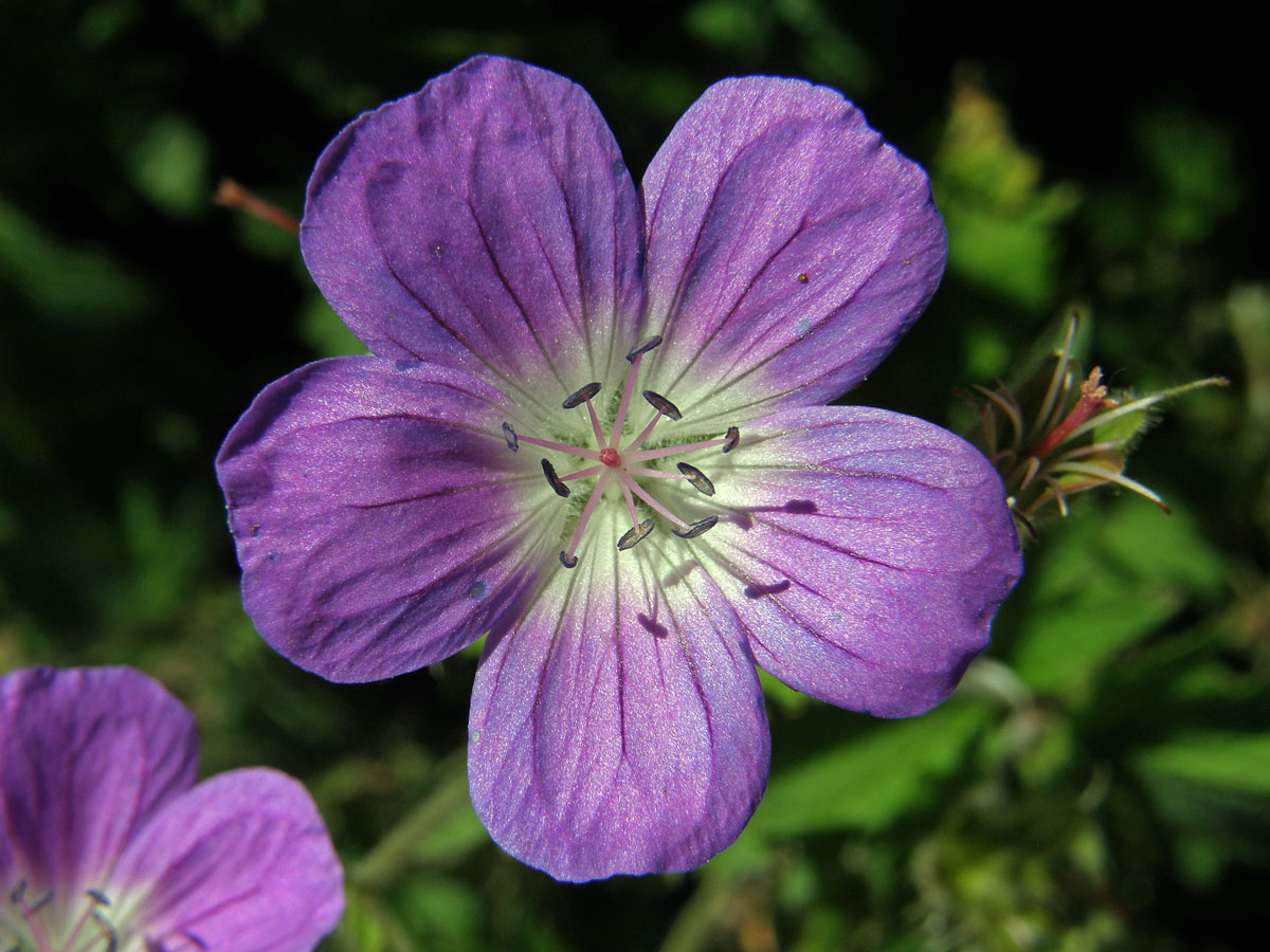 Kakost lesní (Geranium sylvaticum L.)