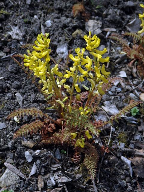 Dymnivka (Corydalis heterocarpa Siebodl & Zucc.)