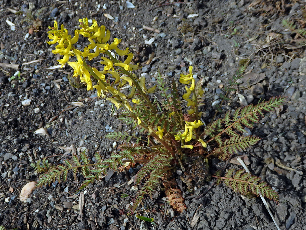 Dymnivka (Corydalis heterocarpa Siebodl & Zucc.)