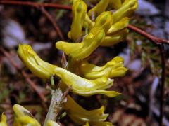 Dymnivka (Corydalis heterocarpa Siebodl & Zucc.)