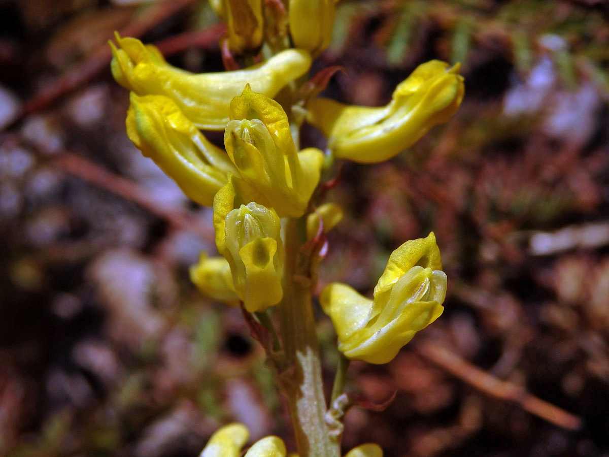 Dymnivka (Corydalis heterocarpa Siebodl & Zucc.)