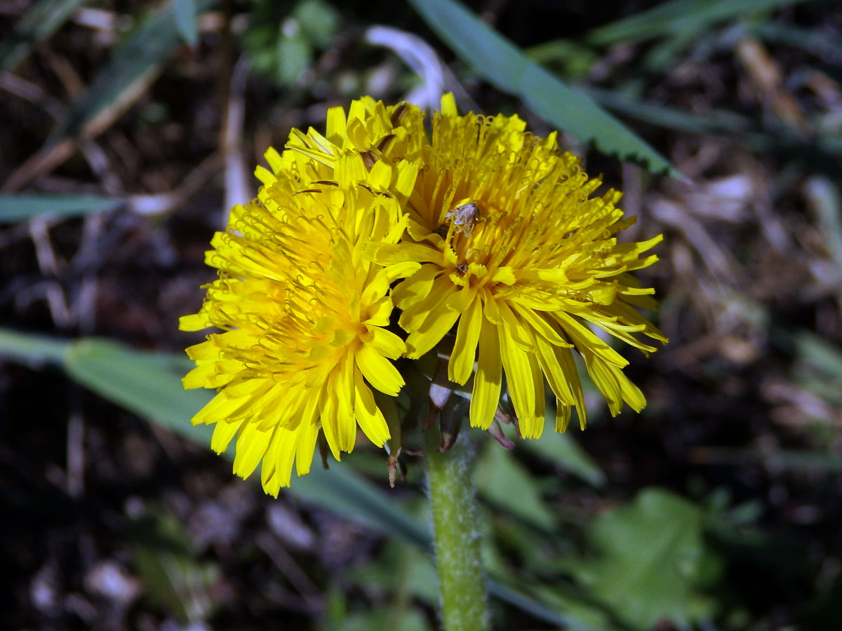 Smetánka lékařská (Teraxacum officinale L.) - fasciace stonku (18a)