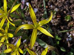 Křivatec žlutý (Gagea lutea (L.) Ker-Gawler) - pětičetný květ
