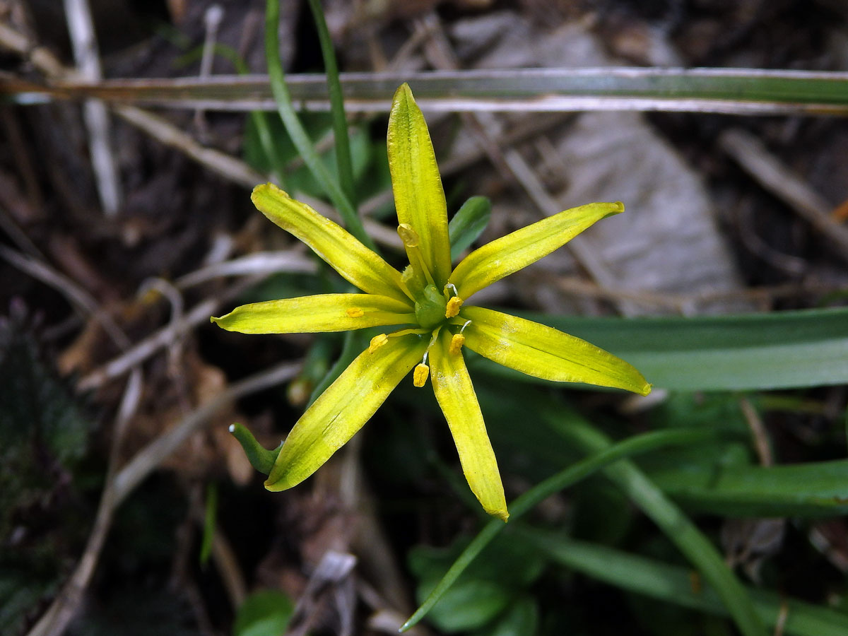 Křivatec žlutý (Gagea lutea (L.) Ker-Gawler) - sedmičetný květ (1)