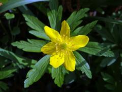 Sasanka pryskyřníkovitá (Anemone ranunculoides L.) s šestičetným květem (2)