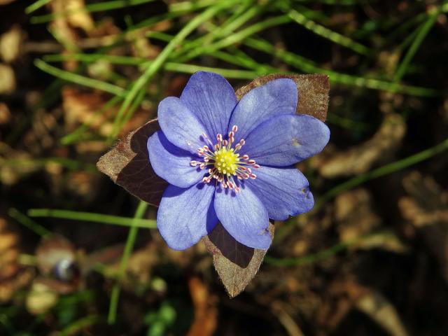 Jaterník podléška (trojlaločný) (Hepatica nobilis Schreber) - květ s anomálním kalichem (3)