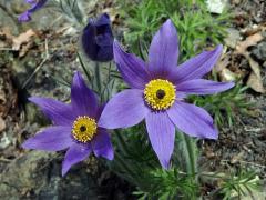 Koniklec německý (obecný) (Pulsatilla vulgaris Mill.) se sedmičetným květem (1)