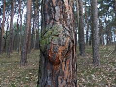 Tumor na borovici lesní (Pinus sylvestris L.) (23)