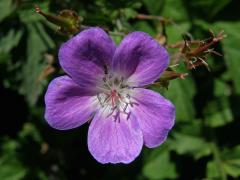 Kakost lesní (Geranium sylvaticum L.)