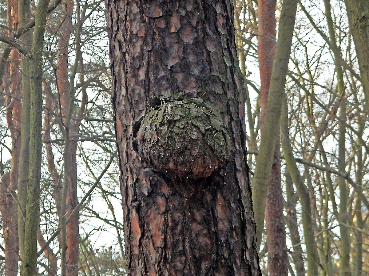 Tumor na borovici lesní (Pinus sylvestris L.) (24a)