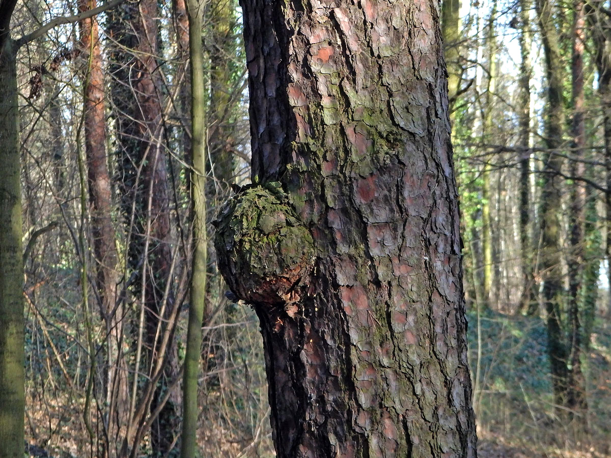 Tumor na borovici lesní (Pinus sylvestris L.) (24b)