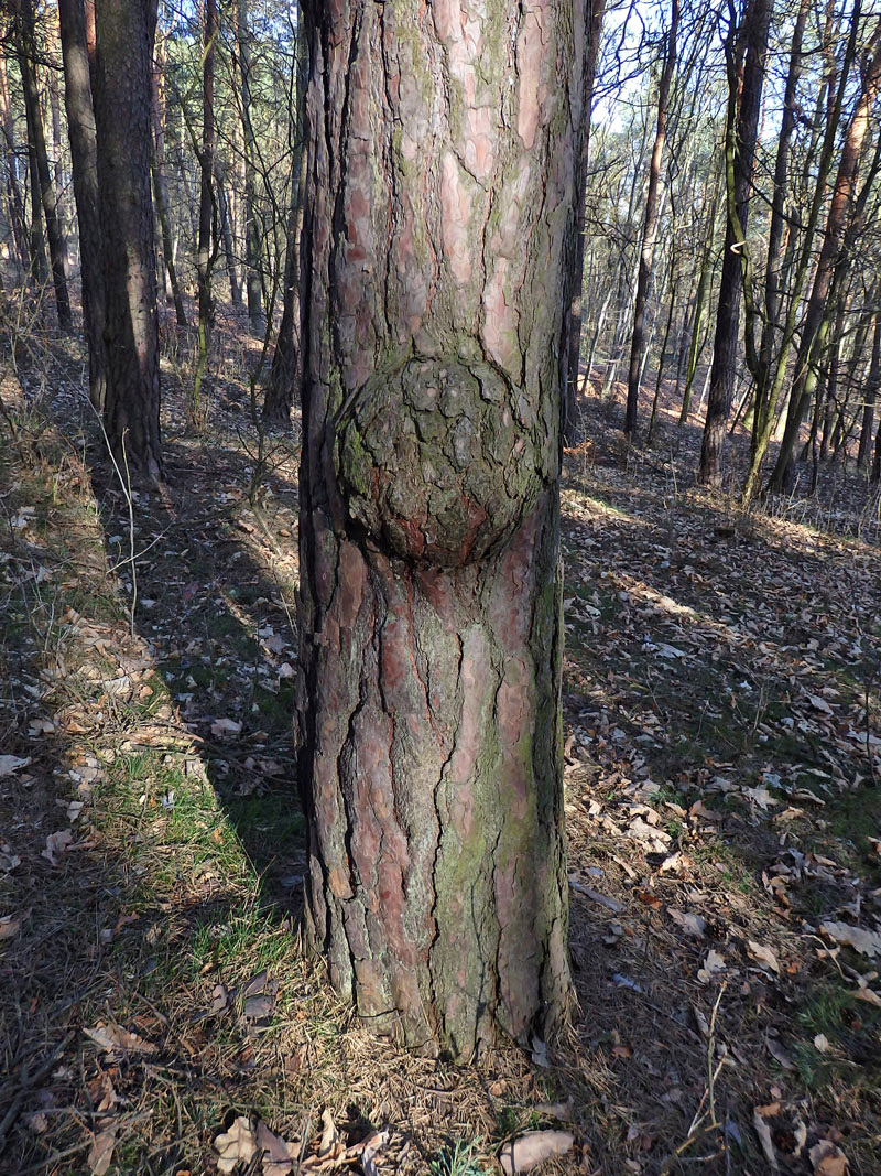 Tumor na borovici lesní (Pinus sylvestris L.) (25a)