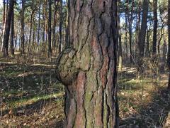 Tumor na borovici lesní (Pinus sylvestris L.) (25b)