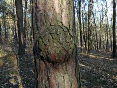 Tumor na borovici lesní (Pinus sylvestris L.) (25c)
