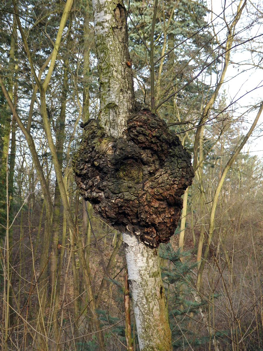 Nádor na bříze bělokoré (Betula pendula Roth) (59a)