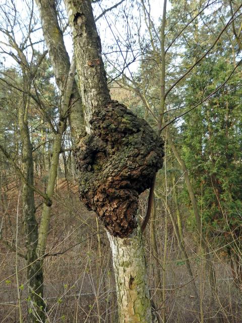 Nádor na bříze bělokoré (Betula pendula Roth) (59b)