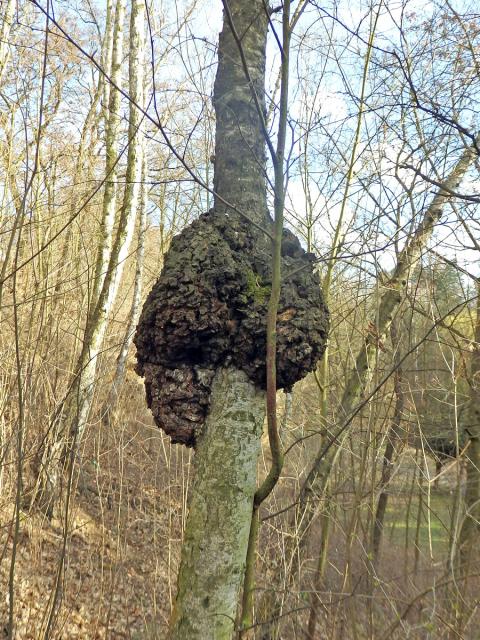 Nádor na bříze bělokoré (Betula pendula Roth) (59c)