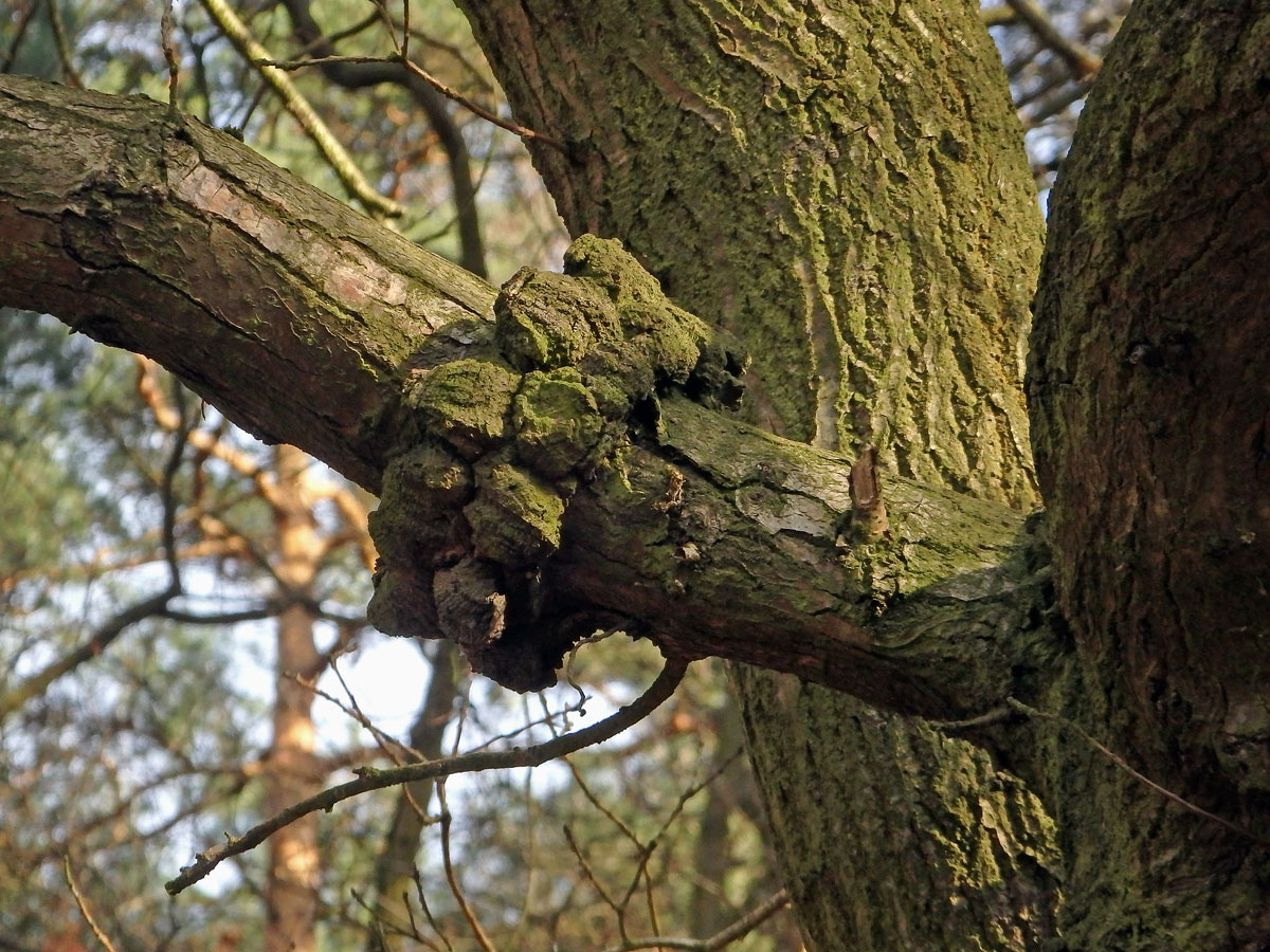 Nádor na dubu letním (Quercus robur L.) (36a)