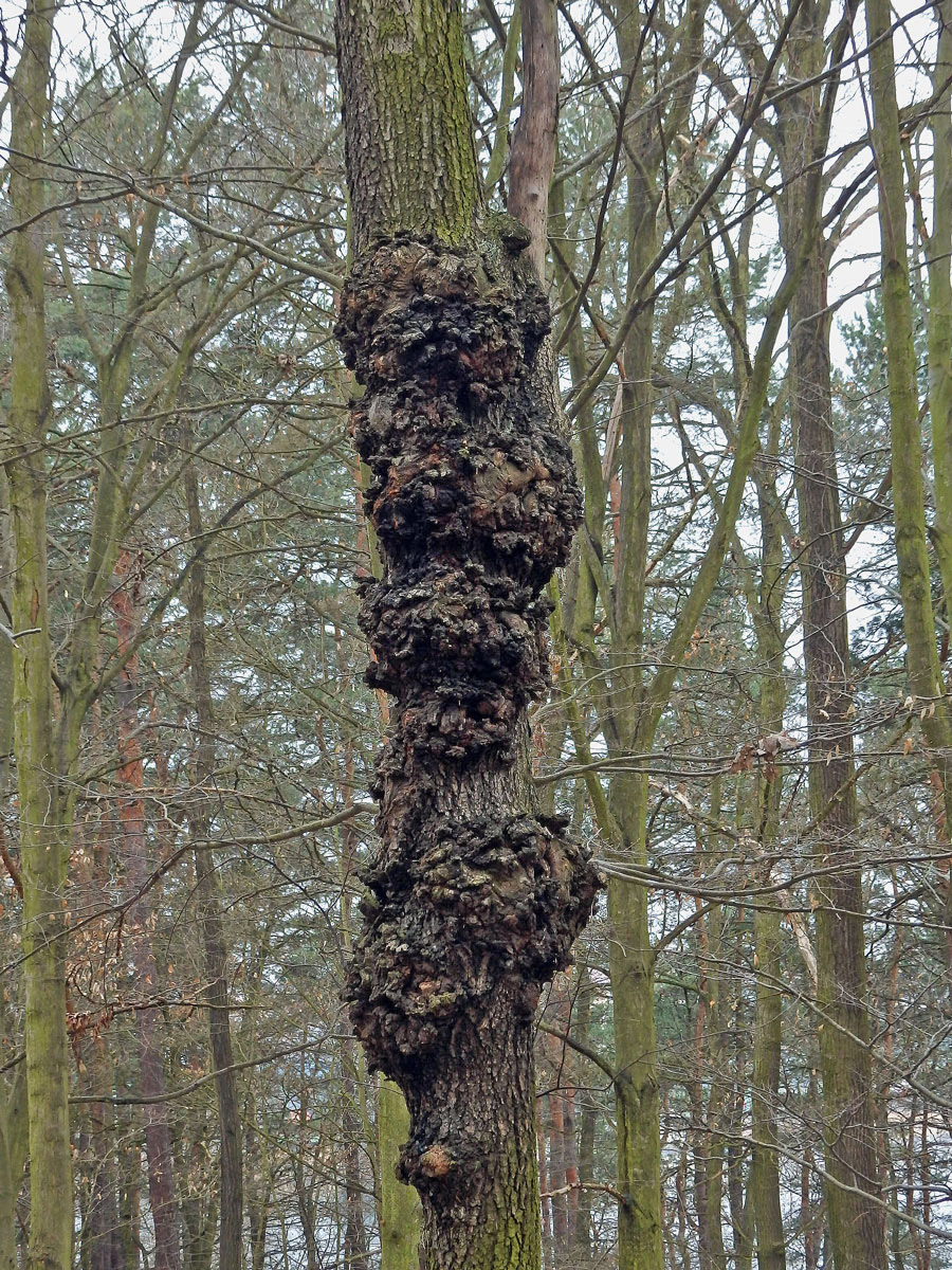 Javor mléč (Acer platanoides L.) s nádorem na kmeni (48a)