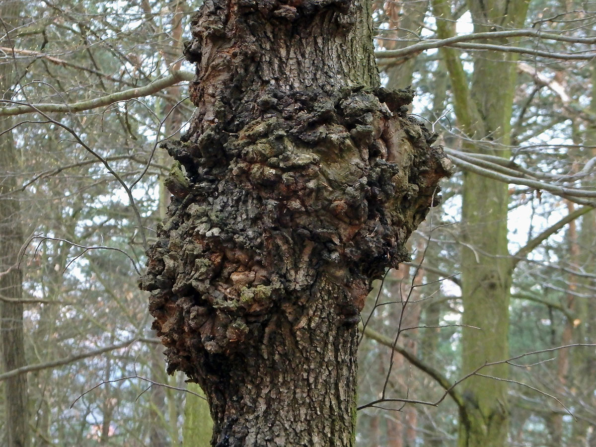 Javor mléč (Acer platanoides L.) s nádorem na kmeni (48d)