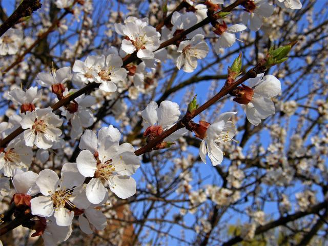 Meruňka obecná (Prunus armeniaca L.)