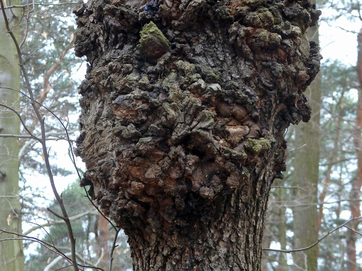 Javor mléč (Acer platanoides L.) s nádorem na kmeni (48e)