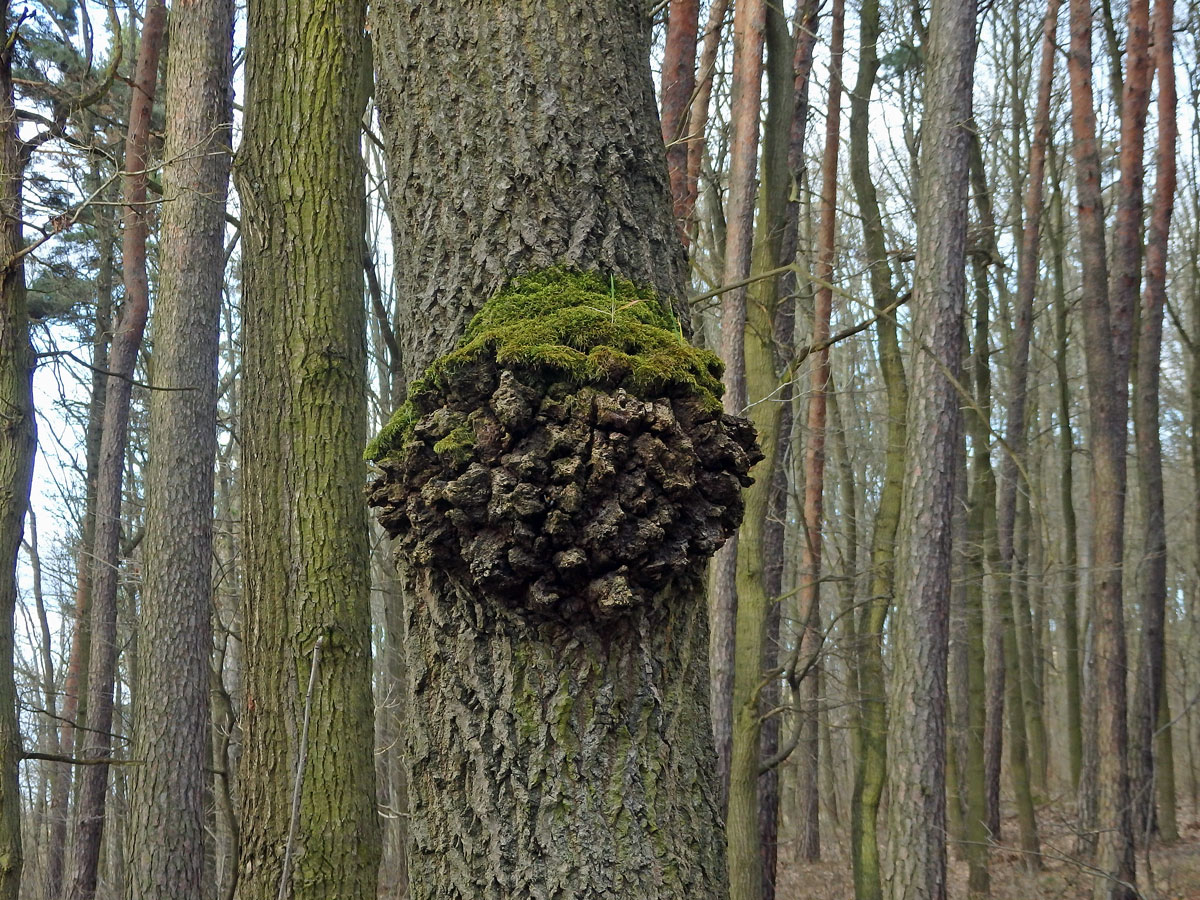 Topol osika (Populus tremula L.) s nádorem na kmeni (7)