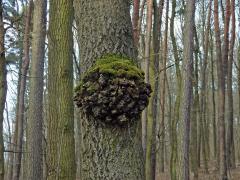 Topol osika (Populus tremula L.) s nádorem na kmeni (7)