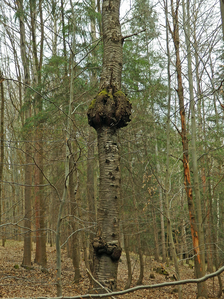 Třešeň ptačí (Prunus avium (L.) L.) (34a) s nádorem na kmeni