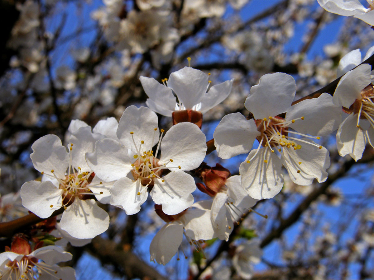 Meruňka obecná (Prunus armeniaca L.)