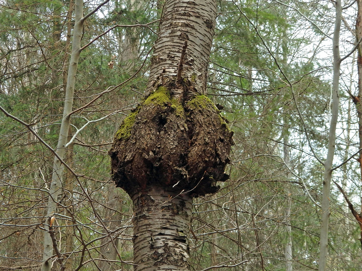 Třešeň ptačí (Prunus avium (L.) L.) (34b) s nádorem na kmeni