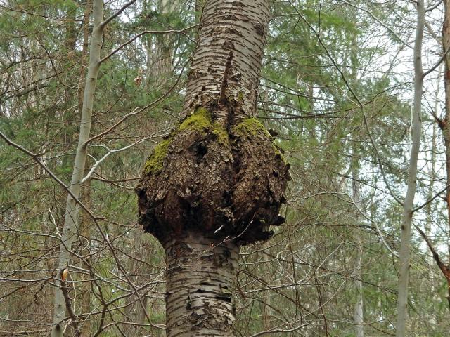 Třešeň ptačí (Prunus avium (L.) L.) (34b) s nádorem na kmeni