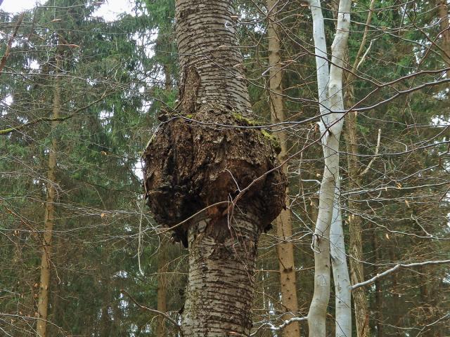 Třešeň ptačí (Prunus avium (L.) L.) (34c) s nádorem na kmeni