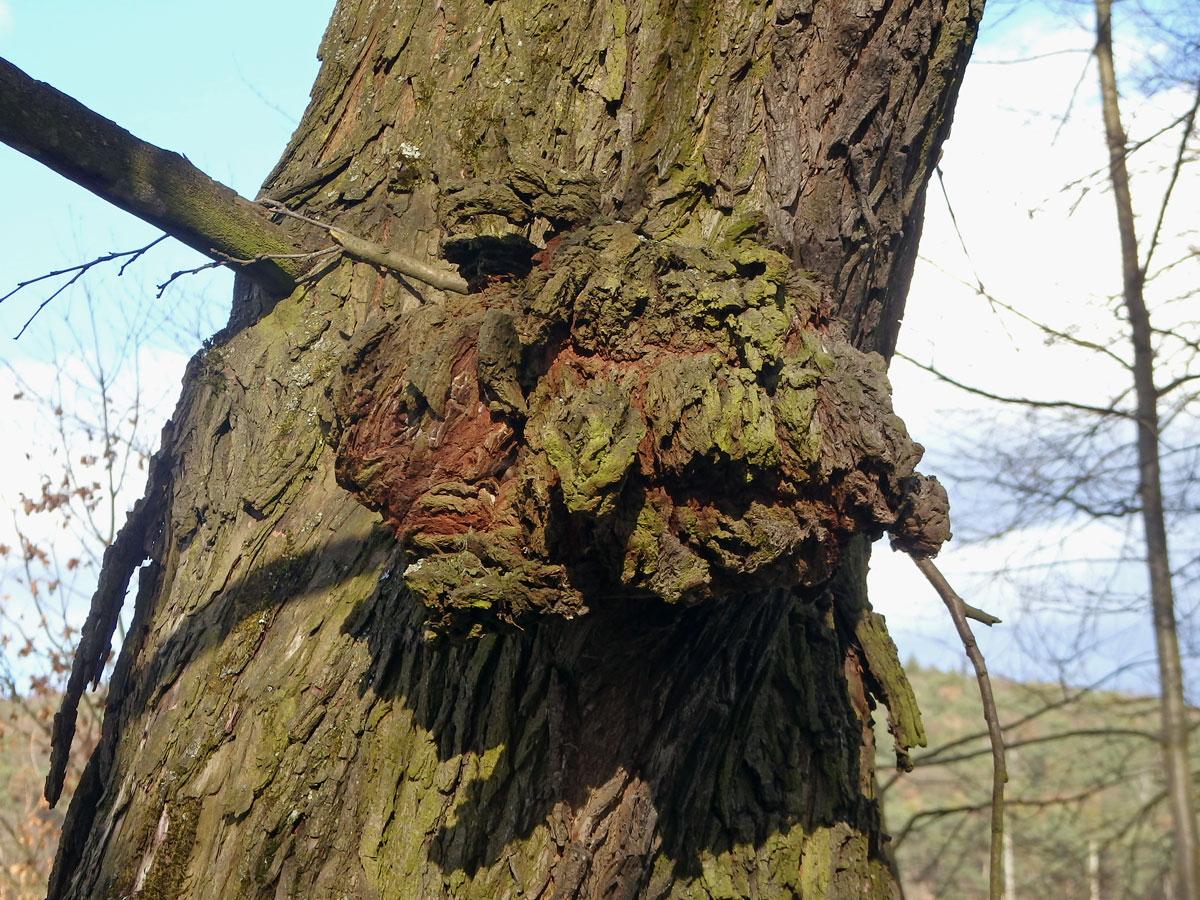 Tumor na olši lepkavé (Alnus glutinosa (L.) Gaertn.) (16)