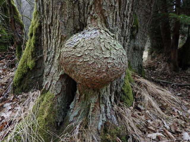 Tumor na olši lepkavé (Alnus glutinosa (L.) Gaertn.) (17a)