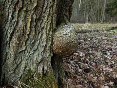 Tumor na olši lepkavé (Alnus glutinosa (L.) Gaertn.) (17b)