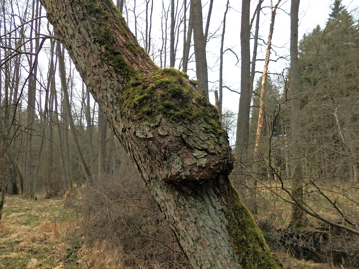 Tumor na olši lepkavé (Alnus glutinosa (L.) Gaertn.) (18a)